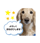 わんちゃんスタンプ☆ダックス（個別スタンプ：5）