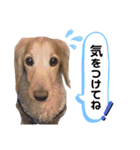 わんちゃんスタンプ☆ダックス（個別スタンプ：6）