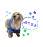わんちゃんスタンプ☆ダックス（個別スタンプ：15）