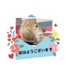 わんちゃんスタンプ☆ダックス（個別スタンプ：22）