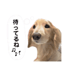 わんちゃんスタンプ☆ダックス（個別スタンプ：23）