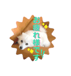 日本スピッツ リラ（個別スタンプ：3）