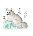 日本スピッツ リラ（個別スタンプ：6）