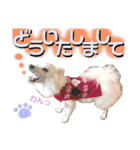 日本スピッツ リラ（個別スタンプ：8）