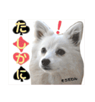 日本スピッツ リラ（個別スタンプ：10）
