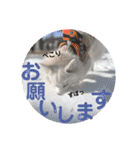 日本スピッツ リラ（個別スタンプ：11）