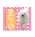 日本スピッツ リラ（個別スタンプ：13）