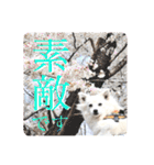 日本スピッツ リラ（個別スタンプ：14）