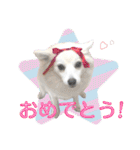 日本スピッツ リラ（個別スタンプ：15）