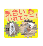 日本スピッツ リラ（個別スタンプ：17）