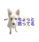 日本スピッツ リラ（個別スタンプ：19）