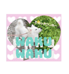 日本スピッツ リラ（個別スタンプ：22）