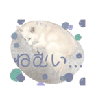 日本スピッツ リラ（個別スタンプ：24）