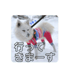 日本スピッツ リラ（個別スタンプ：25）