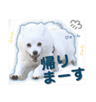 日本スピッツ リラ（個別スタンプ：26）