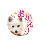 日本スピッツ リラ（個別スタンプ：27）