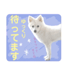 日本スピッツ リラ（個別スタンプ：28）
