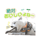 日本スピッツ リラ（個別スタンプ：30）