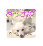 日本スピッツ リラ（個別スタンプ：31）