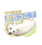日本スピッツ リラ（個別スタンプ：32）