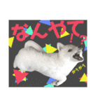 日本スピッツ リラ（個別スタンプ：34）