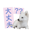 日本スピッツ リラ（個別スタンプ：35）