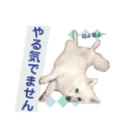 日本スピッツ リラ（個別スタンプ：38）