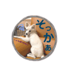 日本スピッツ リラ（個別スタンプ：39）