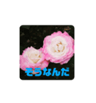 薔薇の一言（個別スタンプ：5）