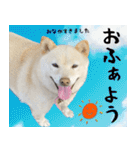 抑揚のない犬 2(修正版)（個別スタンプ：1）