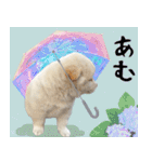 抑揚のない犬 2(修正版)（個別スタンプ：13）