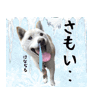 抑揚のない犬 2(修正版)（個別スタンプ：31）