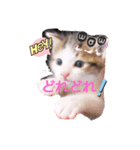 普段使いの保護猫スタンプ2（個別スタンプ：1）