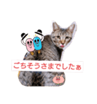普段使いの保護猫スタンプ2（個別スタンプ：2）