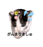 普段使いの保護猫スタンプ2（個別スタンプ：3）