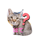 普段使いの保護猫スタンプ2（個別スタンプ：4）