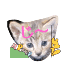 普段使いの保護猫スタンプ2（個別スタンプ：5）