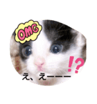 普段使いの保護猫スタンプ2（個別スタンプ：6）