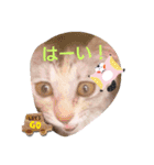 普段使いの保護猫スタンプ2（個別スタンプ：7）