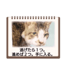 普段使いの保護猫スタンプ2（個別スタンプ：8）
