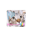 普段使いの保護猫スタンプ2（個別スタンプ：9）