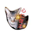 普段使いの保護猫スタンプ2（個別スタンプ：10）