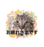 普段使いの保護猫スタンプ2（個別スタンプ：11）