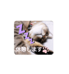 普段使いの保護猫スタンプ2（個別スタンプ：12）