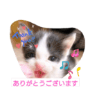 普段使いの保護猫スタンプ2（個別スタンプ：13）
