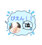 普段使いの保護猫スタンプ2（個別スタンプ：14）