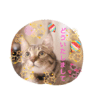 普段使いの保護猫スタンプ2（個別スタンプ：15）