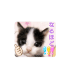 普段使いの保護猫スタンプ2（個別スタンプ：16）