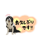 モカ＆トトロ②（個別スタンプ：15）