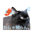 黒猫 ルナ院長90にゃんめ（個別スタンプ：5）